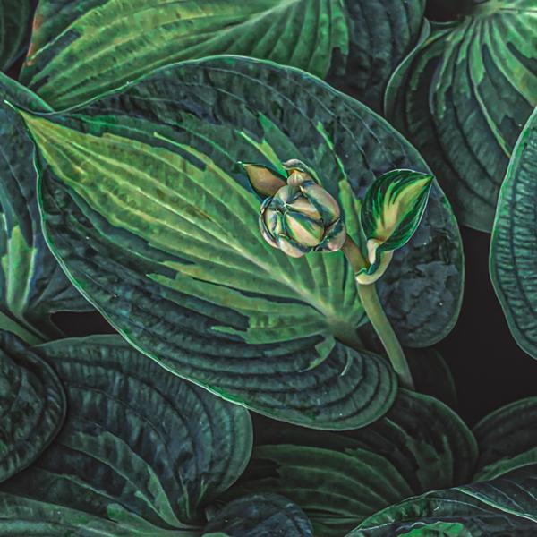 Closeup of a flower bud.