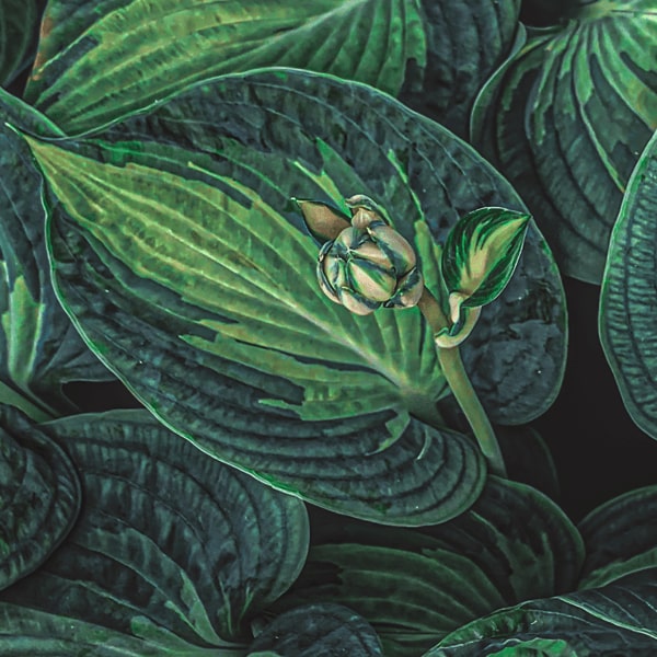 Closeup of a flower bud.