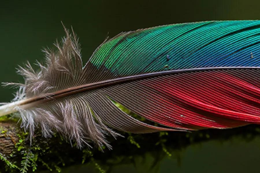 Nano Detail Enhancer Powered by a7 AI Processor 4K Gen9