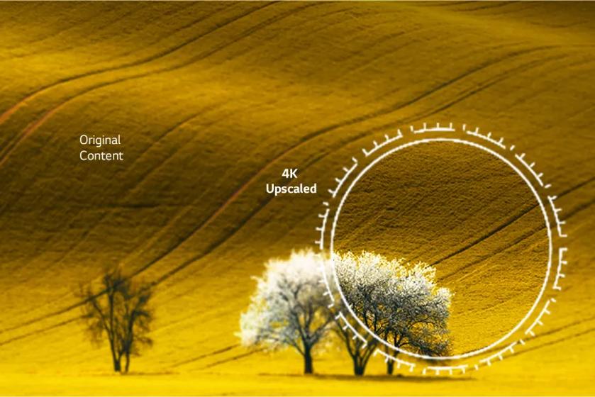 Trees in yellow flower fields with 4K Upscaled content revealing sharper definition.