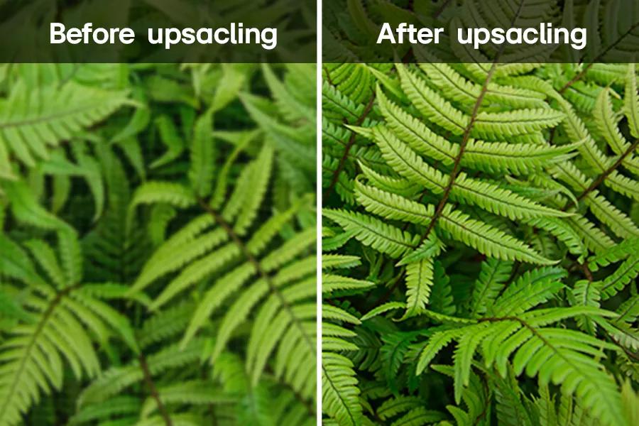 A group of ferns split in the middle with one half in poorer quality before upscaling and the other in better quality after upscaling. 