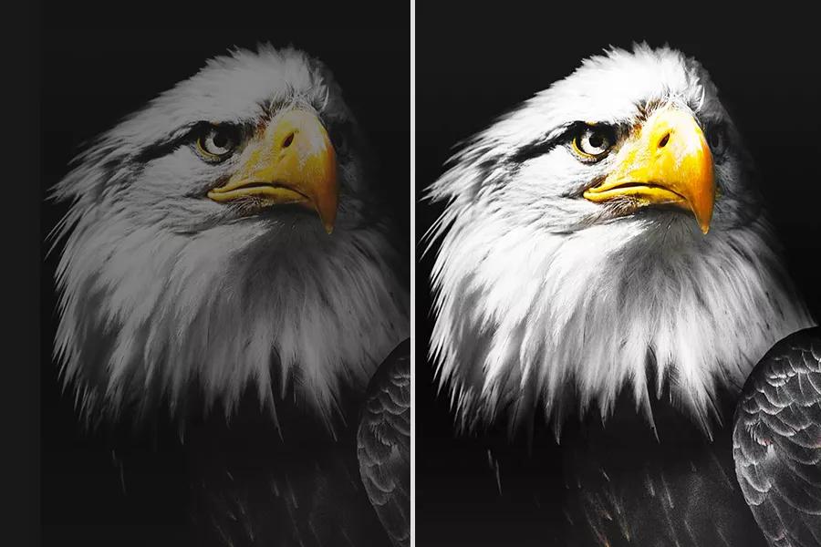 Bald eagle brightness comparison with Brightness Booster Max technology