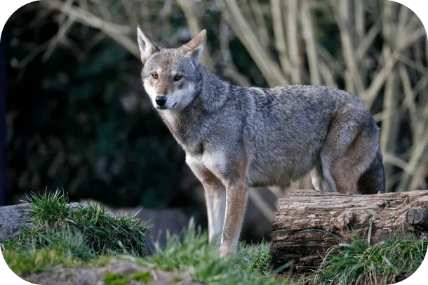 red wolf