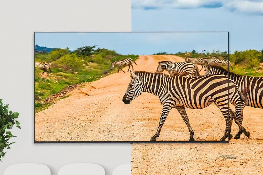 A television screen shows zebras crossing a dirt road in a savannah landscape.