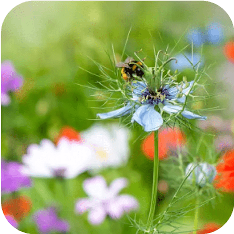 Pollinator garden image for tablet