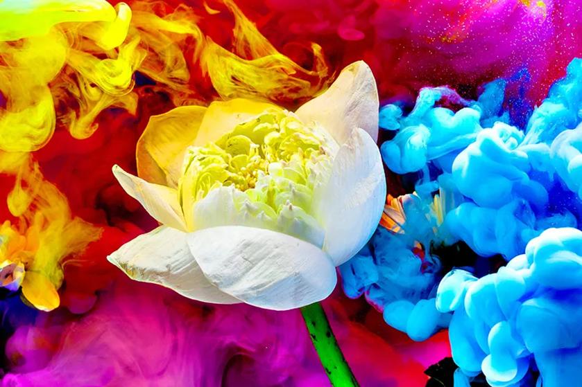 White flower with colorful swirling background of yellow, blue, red, and purple hues.