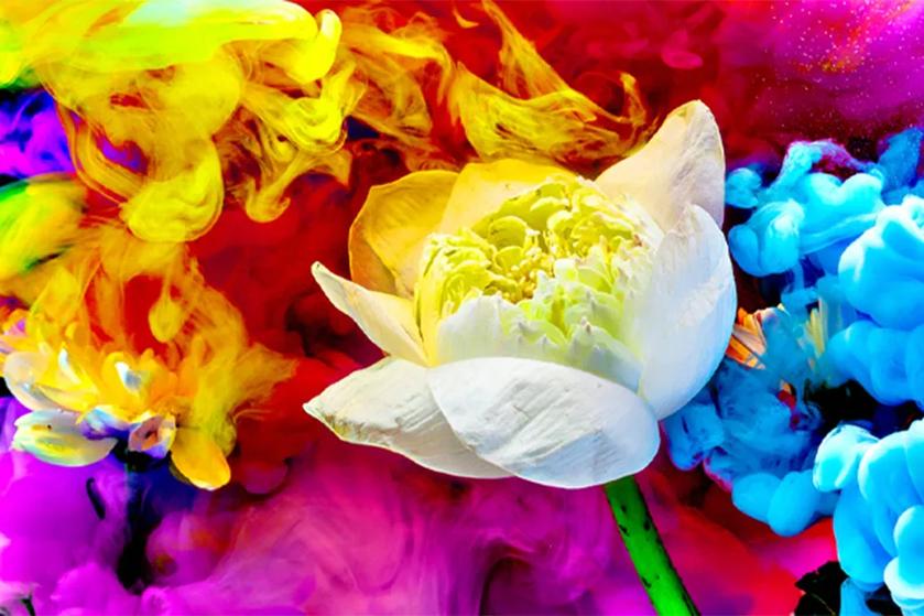 Bold colorful flowers