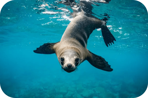 sea lion